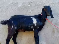 عنزة, Beetal goats — الصورة 3