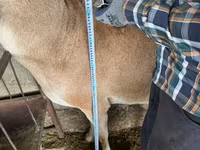 Carnero, Afghan Arabi sheep — foto 5