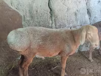 Oveja, Afghan Arabi sheep — foto 3