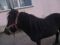 Mare, Shetland Pony — photo 3