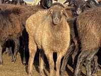 نعجة, Edilbay sheep — الصورة 4