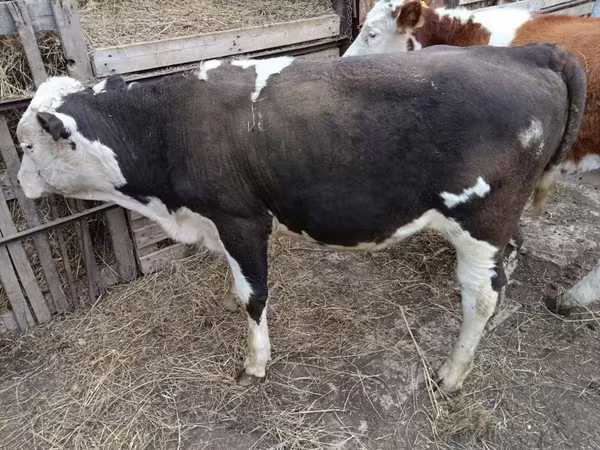 सांड, Simmental cattle