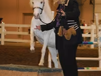 Mare, Miniature horse — photo 6