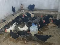 أوسترالورب — الصورة 1