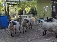 Carnero, Shroshire sheep — foto 5
