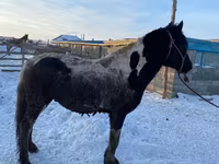 Horse (M), Yakutian horse — photo 3