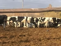 母牛, Holstein breed — 照片 4