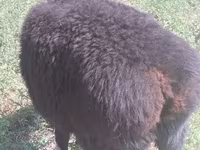 Ram, Hissar sheep — photo 2