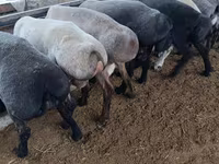 公羊, Sheep — 照片 3