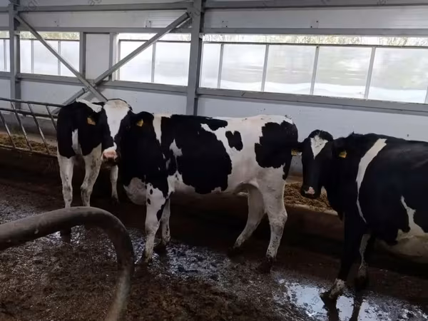 Vaca, Raza Holstein