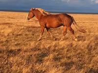 Caballo, Altai horse — foto 2