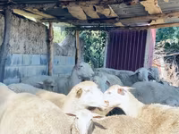 كبش, Merinoland sheep — الصورة 4