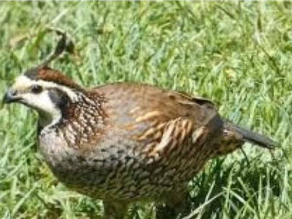 King Quail