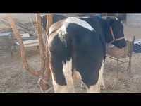 牛只（批次，未指定性别）, Russian Black pied cattle — 照片 1