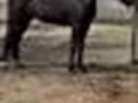 Mare, Orlov Trotter — photo 4