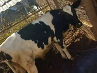 公牛, Cattle — 照片 4