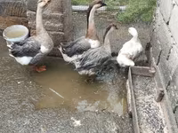 अफ्रीकन — फ़ोटो 1