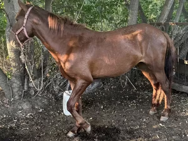 Hengst, Kazakh horse