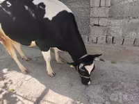 Kuh, Russian Black pied cattle — Foto 1