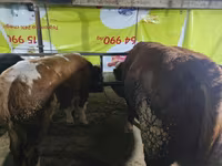 Rinder (Partie, Geschlecht nicht angegeben), Rinder — Foto 7