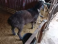 Carnero, Hissar sheep — foto 1