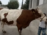 Kuh, Simmental cattle — Foto 5