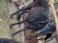 Widder, Blackheaded Persian sheep — Foto 3