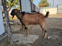 Cabra, Cabras — foto 1