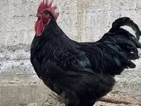 Chickens — Foto 3