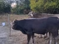 公牛, Brown Carpathian breed — 照片 1