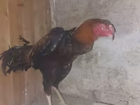Chickens — 照片 1