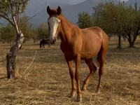 घोड़ा, Tiger horse — फ़ोटो 3