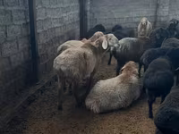 Widder, Arashan sheep — Foto 3