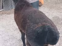 Ram, Tian-Shan semifinewool sheep — photo 1