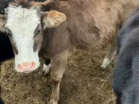 Bull, Cattle — photo 2