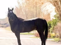 حصان, Thoroughbred horse — الصورة 4