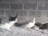 Blanco — foto 2