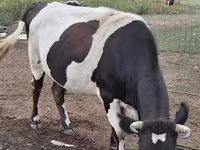 بقرة, Simmental cattle — الصورة 2