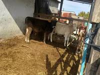 Toro, Swiss cattle — foto 1