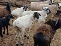 Widder, Arashan sheep — Foto 4