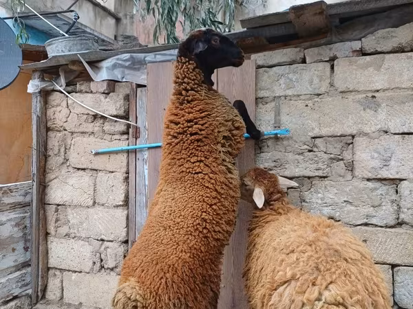 Carnero, Blackheaded Persian sheep