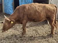 Kuh, Latvian Blue cattle — Foto 1
