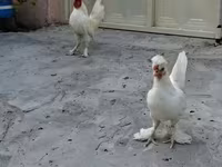 Chickens — photo 4