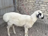 Widder, Suffolk sheep — Foto 1