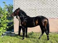 Horse (M), Swedish warmblood horse — photo 5