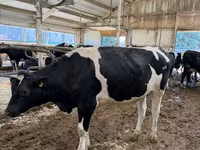 Cow, Holstein breed — photo 3