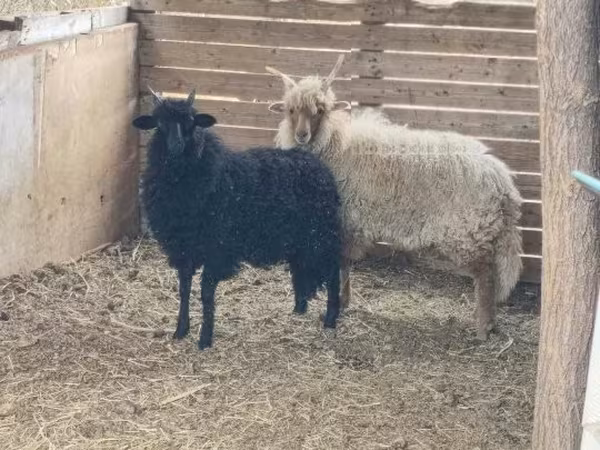 Ram, Sheep