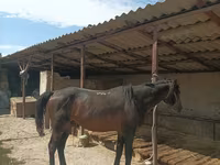 Horse (M), Karachay horse — photo 4
