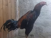 Chickens — 照片 2