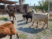 Billy Goat, Goats — photo 7